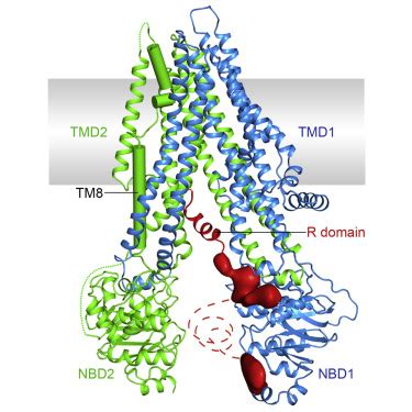 Cystic Fibrosis-linked Protein Is Mapped in Three Dimensions