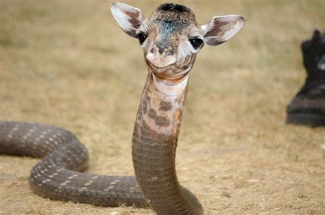Cobraffe #giraffe #cobra #snake #hybrid #weird | Photoshopped animals, Fake animals, Animal mashups