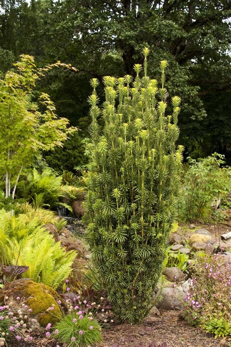 17 Best images about Conifer Garden ideas on Pinterest | Gardens, Memorial gardens and Sun