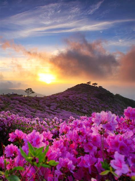 Sunrise Over The Royal Azalea, South Korea