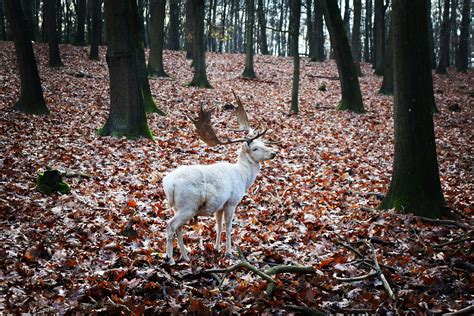 White stag : r/pics