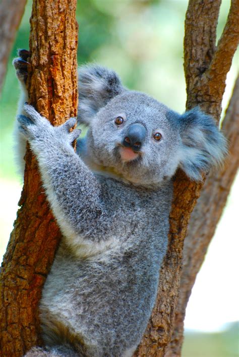 30k+ Koala Bear Pictures | Download Free Images on Unsplash