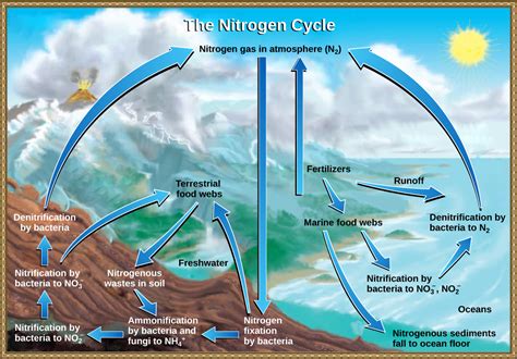 The Nitrogen Cycle | Biology for Majors II