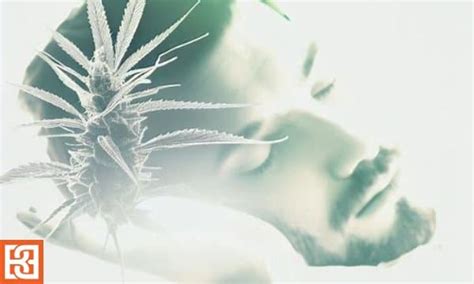 Cannabis Strains For Insomnia | Blimburn Seeds