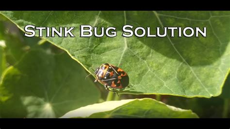 Stink Bug Solution - When Bug Spray Doesn't Work - YouTube