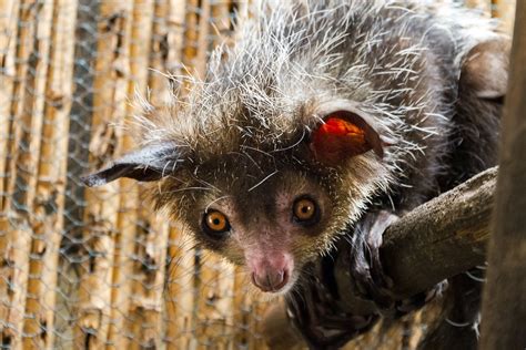 8 Surprising Facts About the Creepy-Cute Aye-Aye