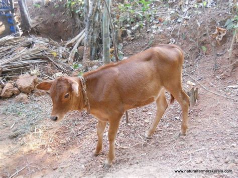 Vechur Cattle - Alchetron, The Free Social Encyclopedia