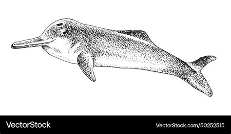 Yangtze river dolphin extinct animal sketch Vector Image