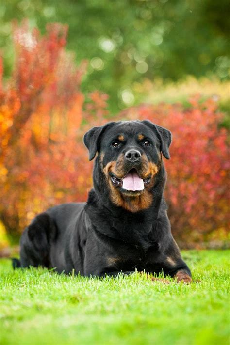 Female Rottweiler Names Your Gal Pal Will Love