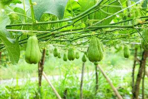 Fresh chayote plants in the garden 8536813 Stock Photo at Vecteezy