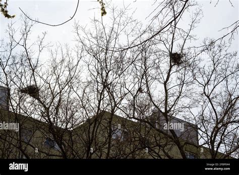 Rooks tree hi-res stock photography and images - Alamy