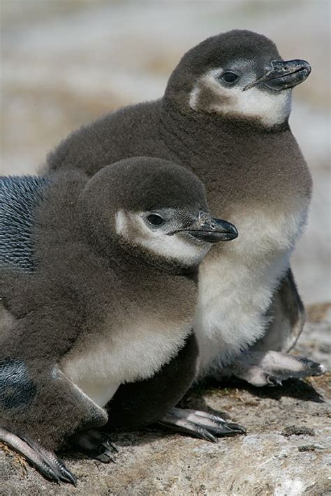 Just Two Baby Penguins | Cutest Paw | Penguins, Magellanic penguin, Pet birds