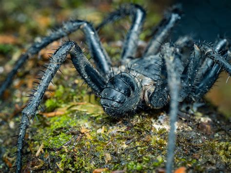 The segmented trapdoor spiders, an EDGE species - Story | IUCN