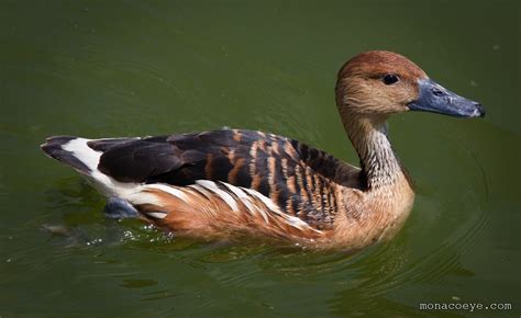 Fulvous Whistling Duck