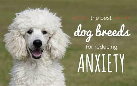 14 Best Dogs For Anxiety: The Most Comforting Canines!