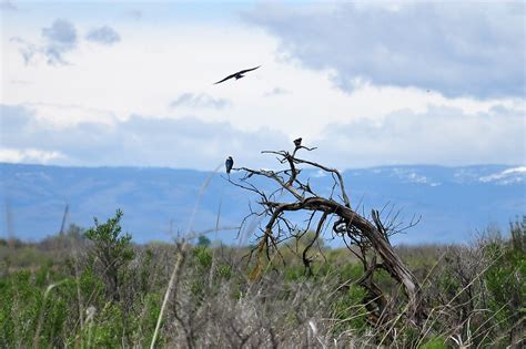 Toppenish National Wildlife Refuge | Flickr