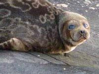 The Saimaa Ringed Seal in Finland - Nature Travels Blog