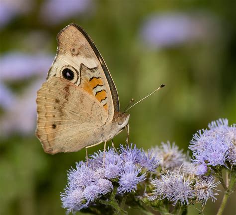 Common Buckeye - Alabama Butterfly Atlas