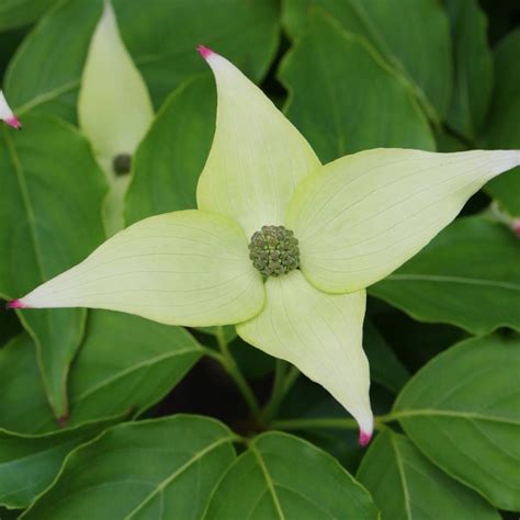 Cornus kousa Milky Way - Choice Plants - Millais Nurseries