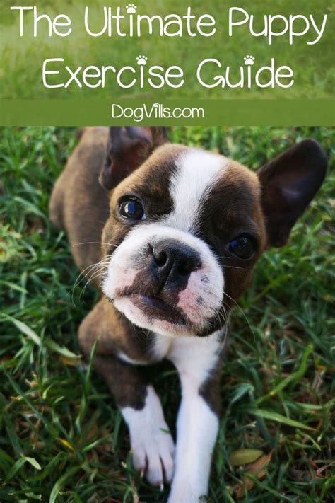 The Ultimate Puppy Exercise Guide | Puppies, Dog training, Dog training tips