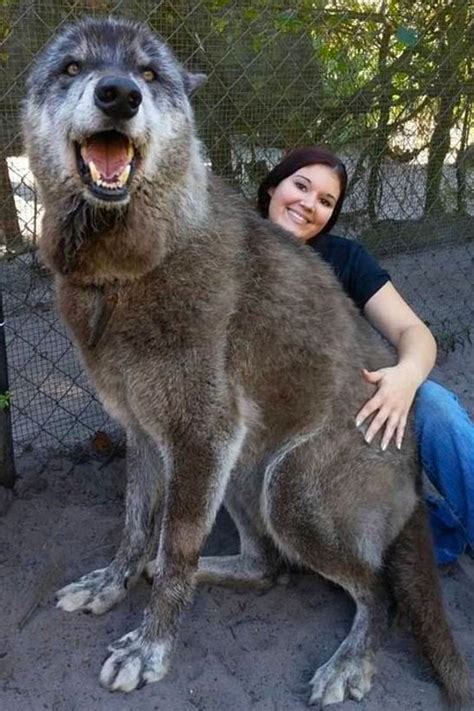 This giant wolf-dog will warm your heart - Drool by Dr. Chris Brown