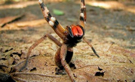 Veneno de araña podría ser más efectivo que el Viagra