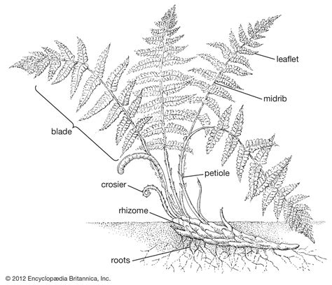 Parts Of A Fern Plant