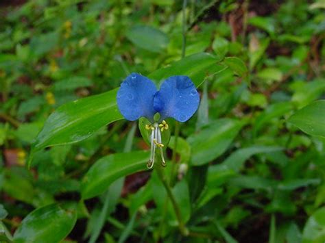 1000+ images about NORTH CAROLINA WILDFLOWERS on Pinterest | How to landscape, Western north ...