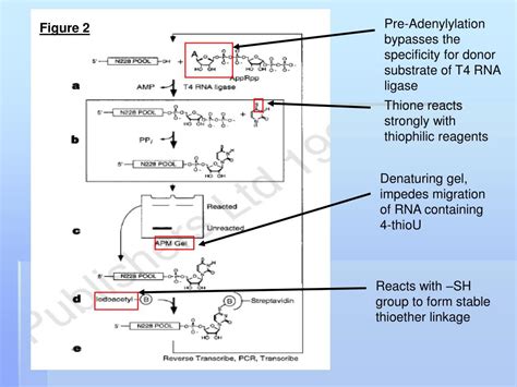 PPT - RNA-catalysed nucleotide synthesis Peter J. Unrau & David P. Bartel PowerPoint ...