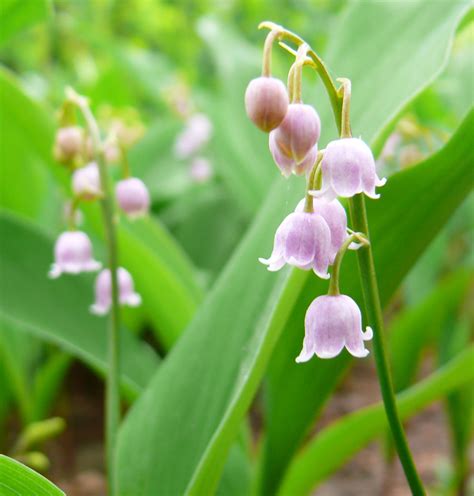 May's Birthflower: The Lily of the Valley | Avas Flowers