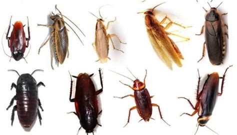 9 Common Types of Cockroaches Species In the US: Identification Tips. | Species, Cockroaches ...