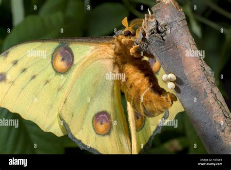 Silk moth eggs hi-res stock photography and images - Alamy