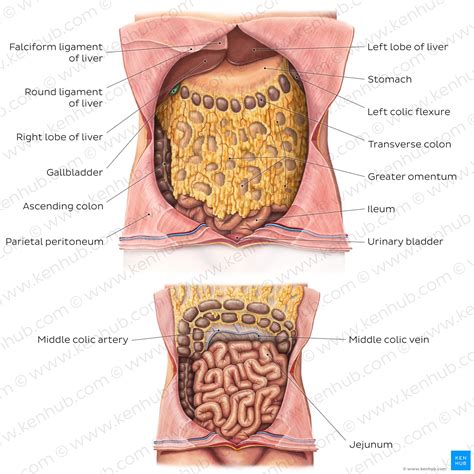 Greater Omentum #1 By Asklepios Medical Atlas, 44% OFF