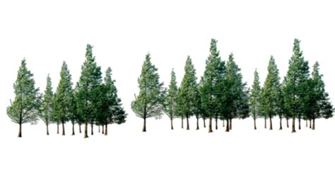 Forest PNG transparent image download, size: 1584x914px