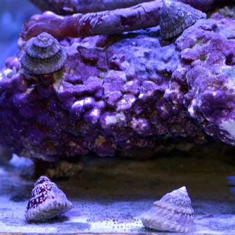 Astrea Snail-Eat Algae (Popular) – Alyssa's Seahorse Savvy