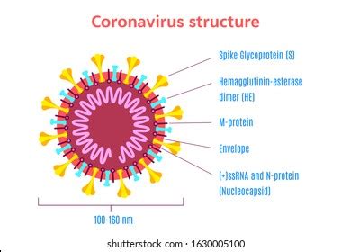 Coronavirus Virion Structure Diagram Isolated On Stock Vector (Royalty Free) 1630005100 ...