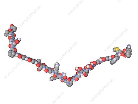 Gastrin hormone molecule - Stock Image - C003/2400 - Science Photo Library