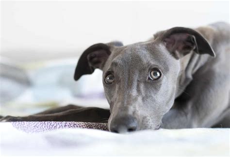 10+ Whippet Colors: Everything You Need To Know