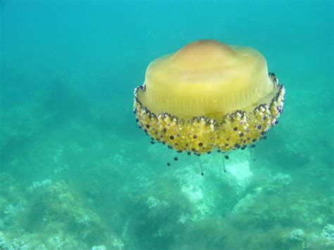 Cotylorhiza tuberculata 05 | Cassiopea mediterranea Cotylorh… | Flickr