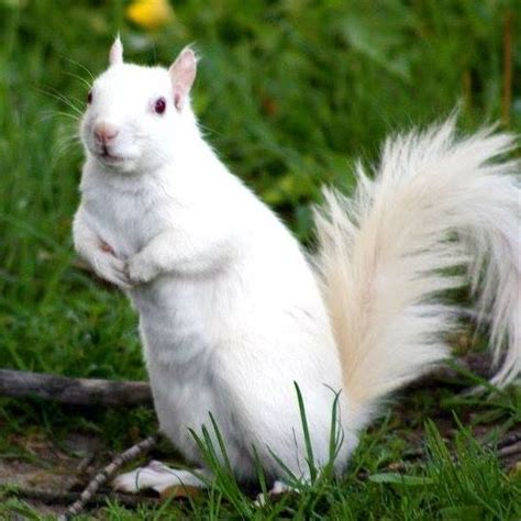 White Squirrel Festival Begins Friday | WENK-WTPR | KFKQ