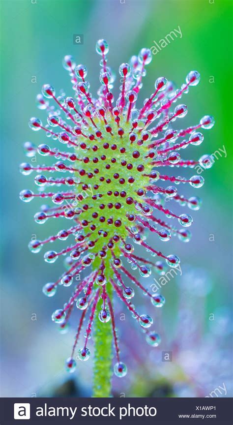 Sundew Plant High Resolution Stock Photography and Images - Alamy