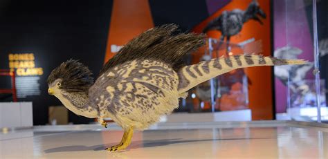 Finally, You Can See Dinosaurs in All Their Feathered Glory