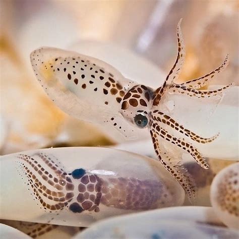 🔥 Baby squids hatching look like tiny leviathans about to head out into ...