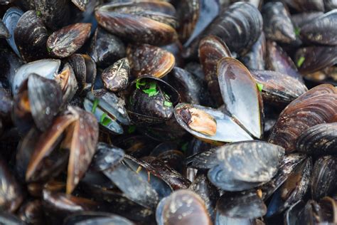 clams and mussels - The Butcher Shop, Inc.