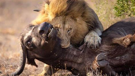 Brutal Lions Hunting Buffalo and Devouring it in No Time - Wild Full HD ...