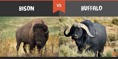 BISON VS BUFFALO | Animals and pets, Bison, Buffalo