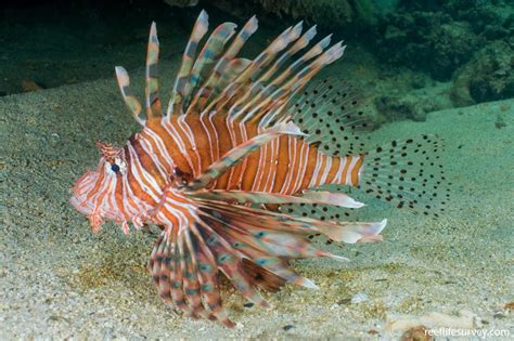 Pterois volitans - Red firefish | Reef Life Survey