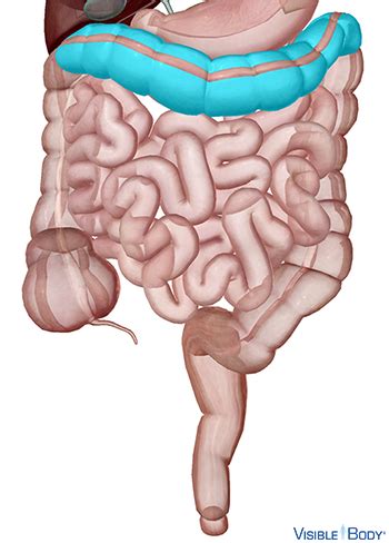 Glossary of the Digestive System | Learn Digestive Anatomy