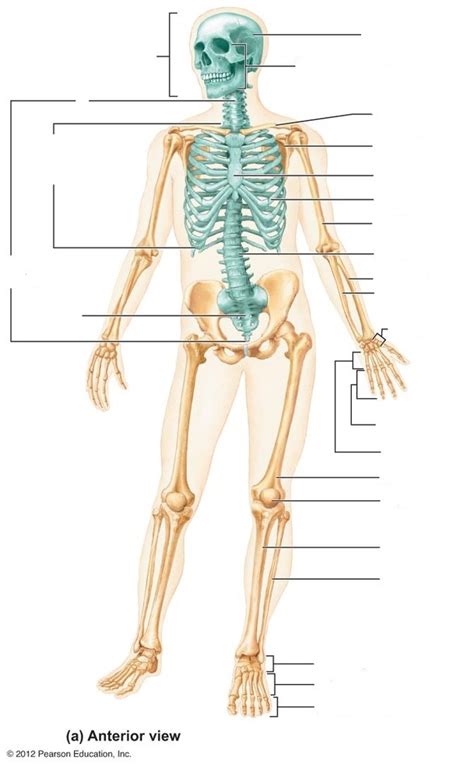 Skeletal System (Anterior View) Diagram | Quizlet