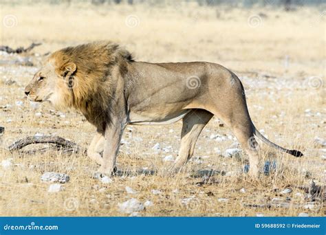 Hungry lion stock photo. Image of namibia, spotting, lonely - 59688592